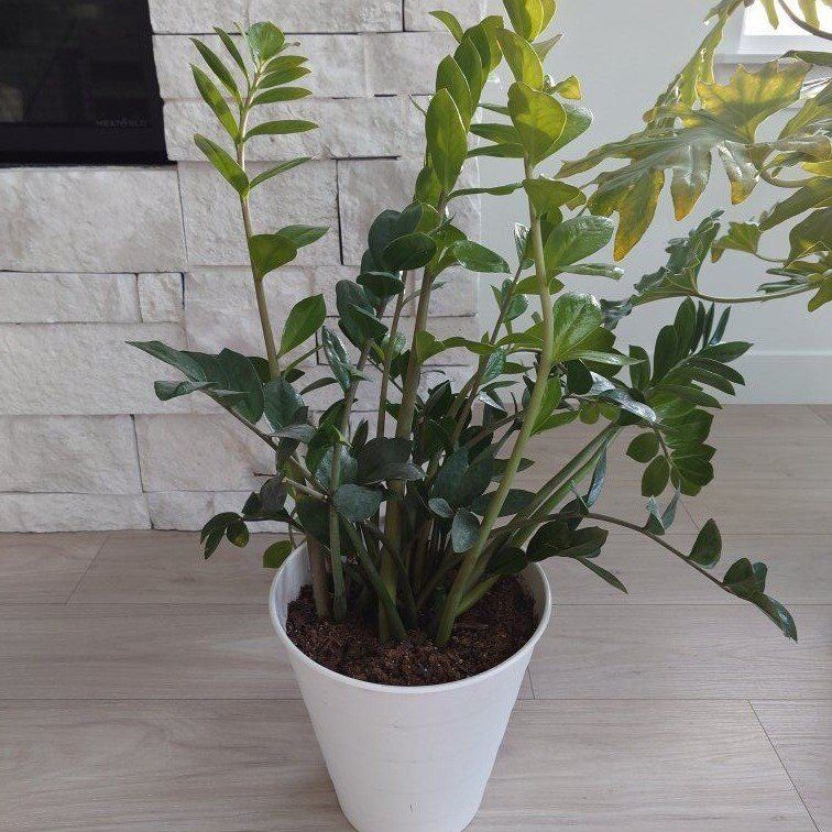 Various Plants for sale