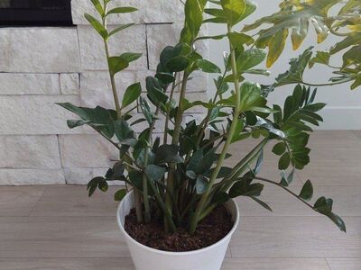 Various Plants for sale