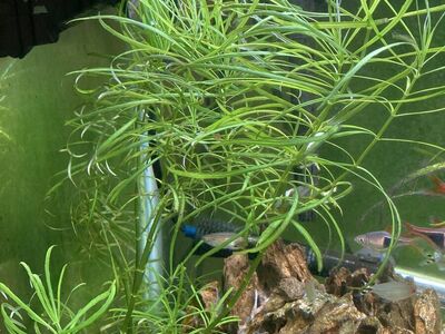 pogostemon stellatus octopus