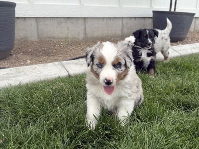 Australian Shepard