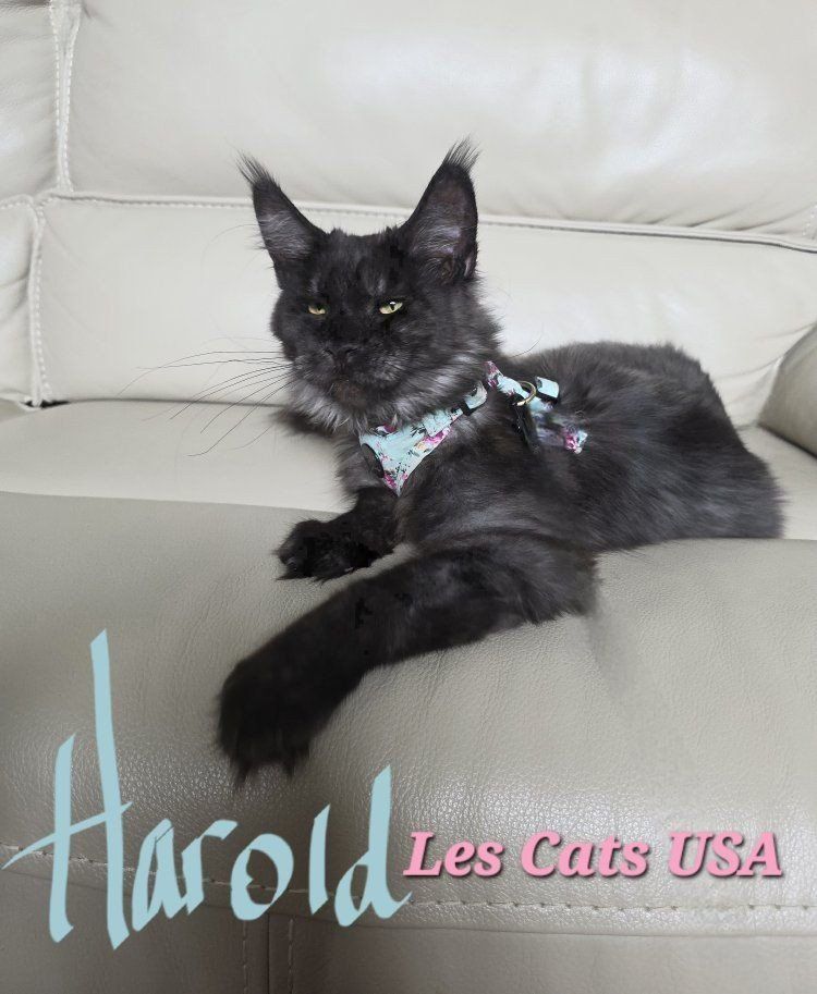 Maine Coon Purebred Black Smoke, Harold price drop