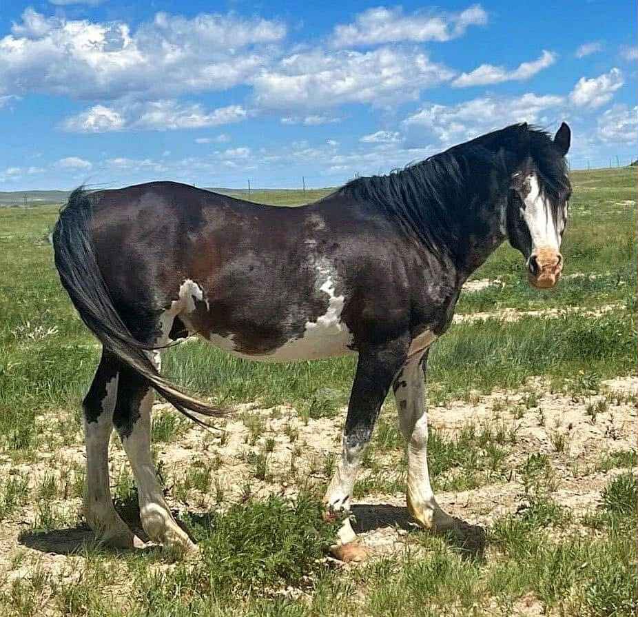 W19 Arabian Stallion AT Stud