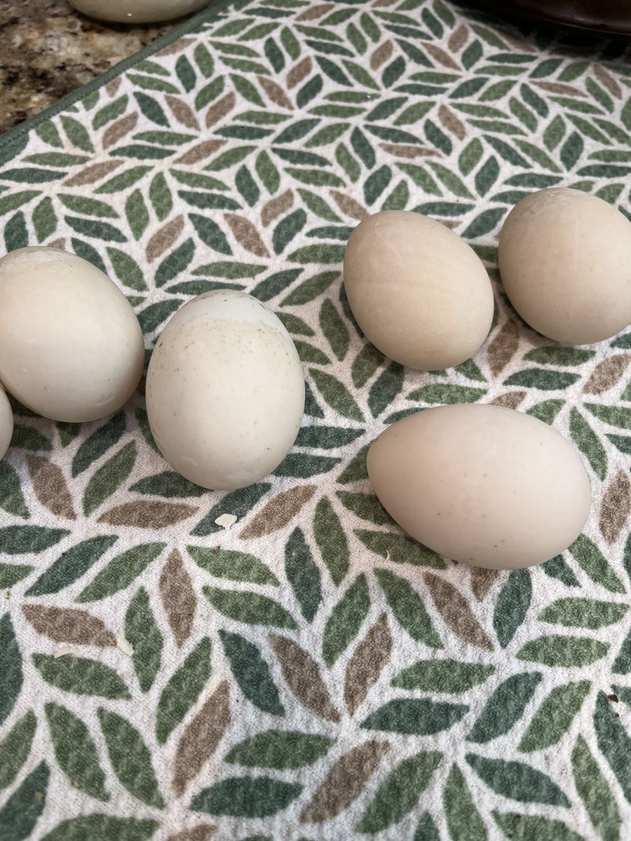 Fresh Duck Eggs