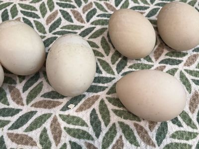 Fresh Duck Eggs