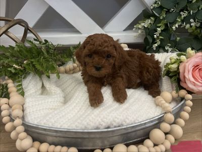 Red/Apricot Maltipoo Toy Poodle Puppies