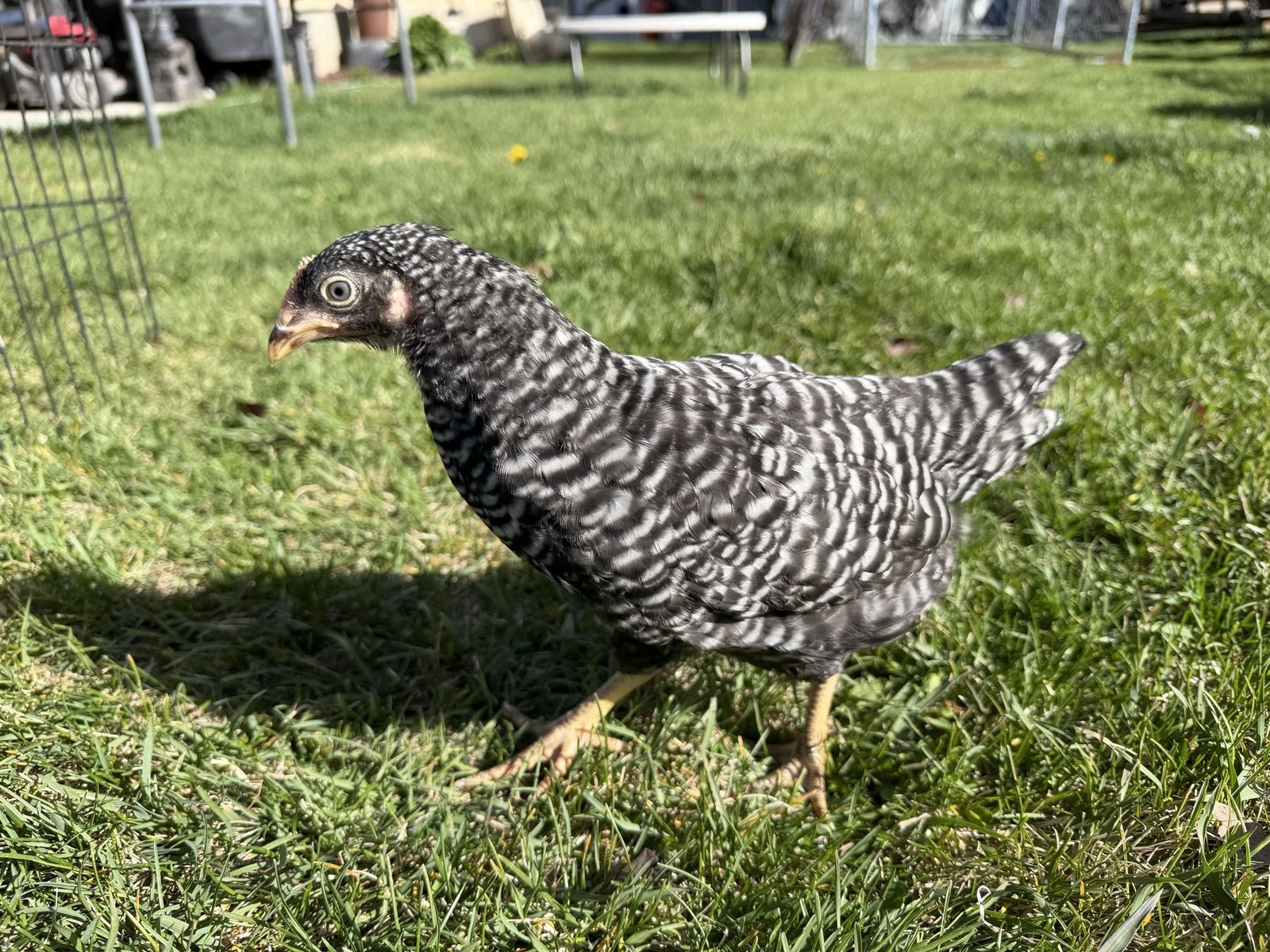 Barred Rock Pullet