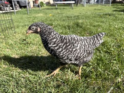 Barred Rock Pullet