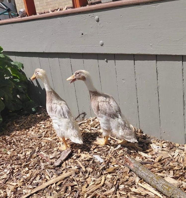 Young Ducks, Dumpling and Momo