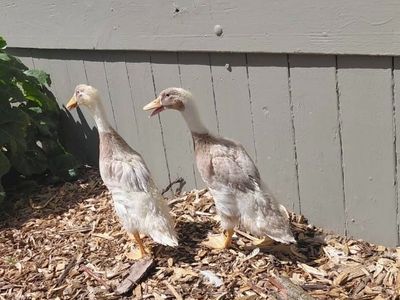 Young Ducks, Dumpling and Momo
