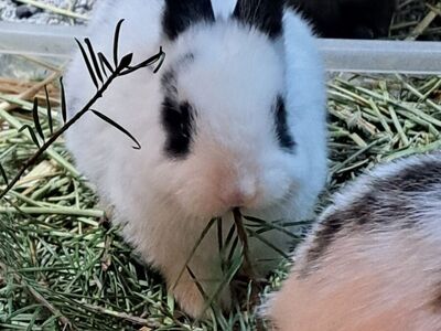 Giant Flemish/ Spotted English Mix