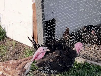 Turkey