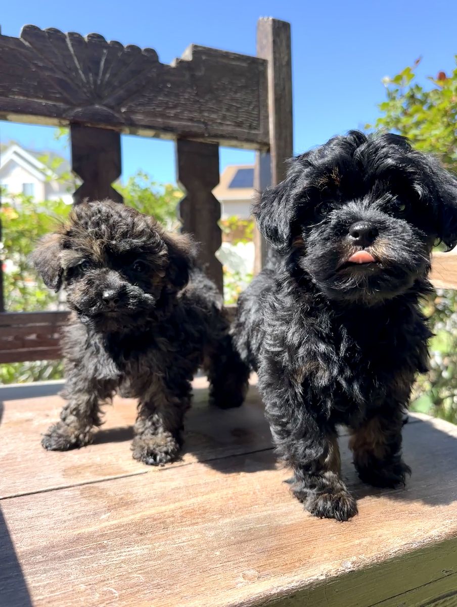 Small Hypoallergenic Female Yorkie Toy Poodle Mix