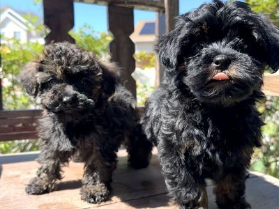 Small Hypoallergenic Female Yorkie Toy Poodle Mix
