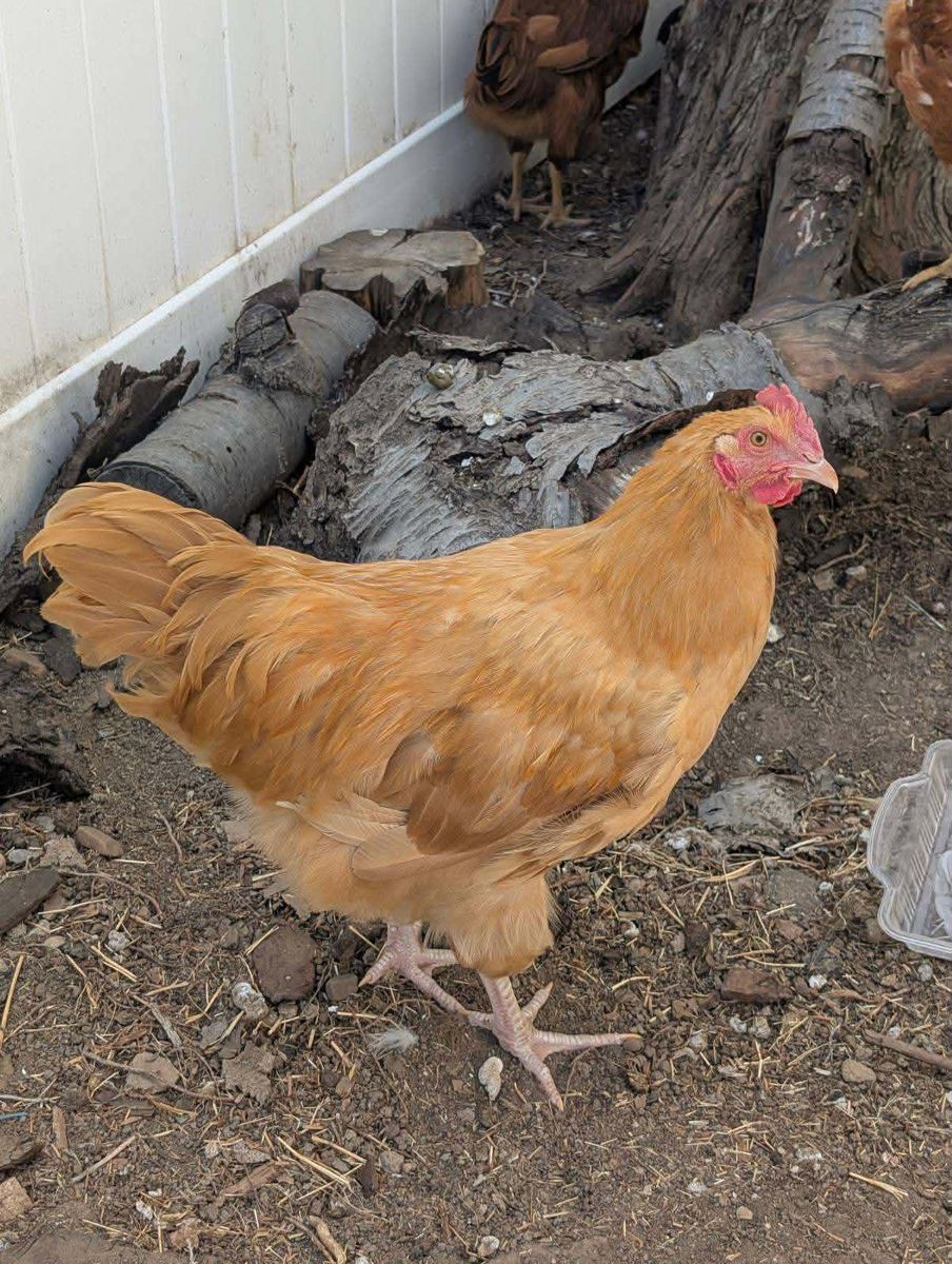 Free Golden Sex link, 4 months old Rooster.