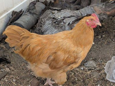 Free Golden Sex link, 4 months old Rooster.