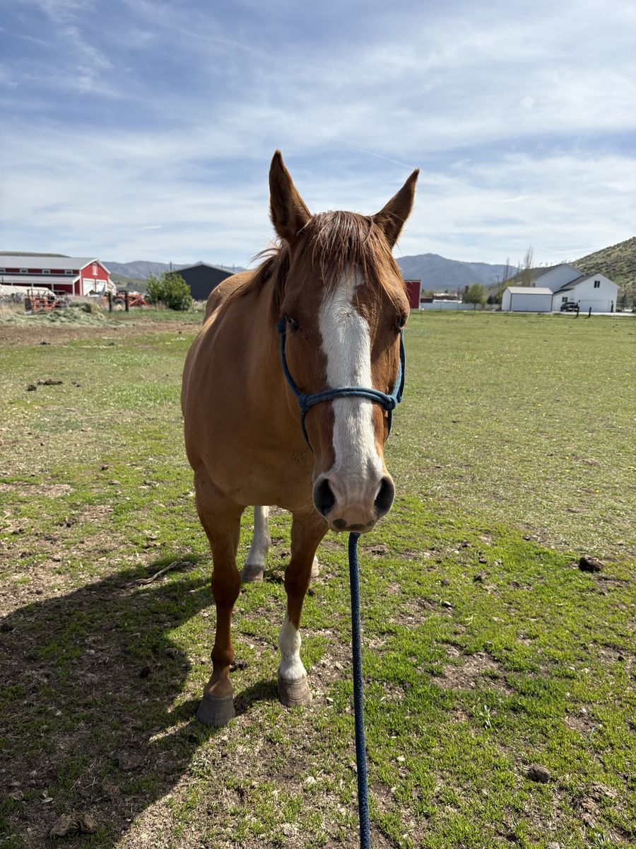 AQHA dun mare