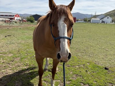 AQHA dun mare