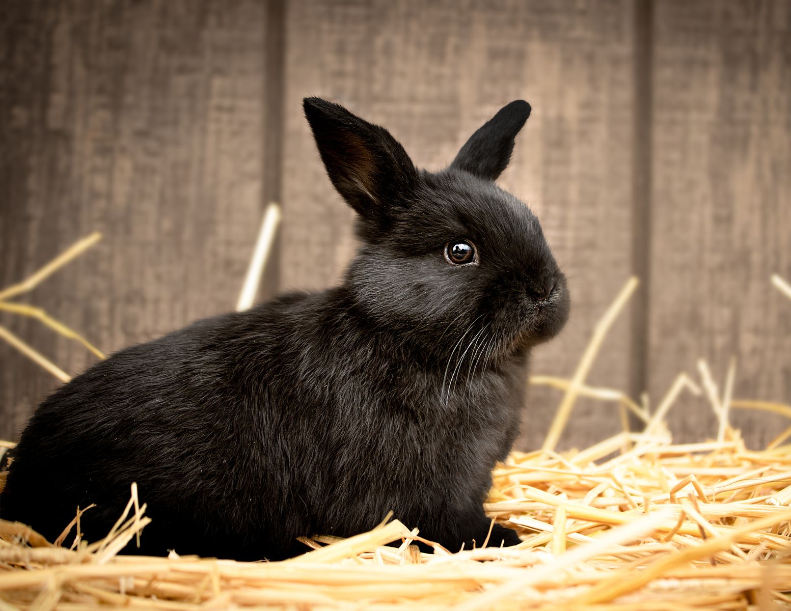 Cute Holland Lop Mix!