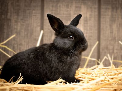 Cute Holland Lop Mix!