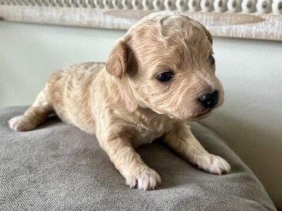 Yorkie-Chon puppies