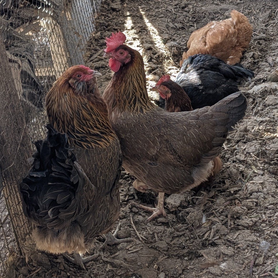 Young laying hens
