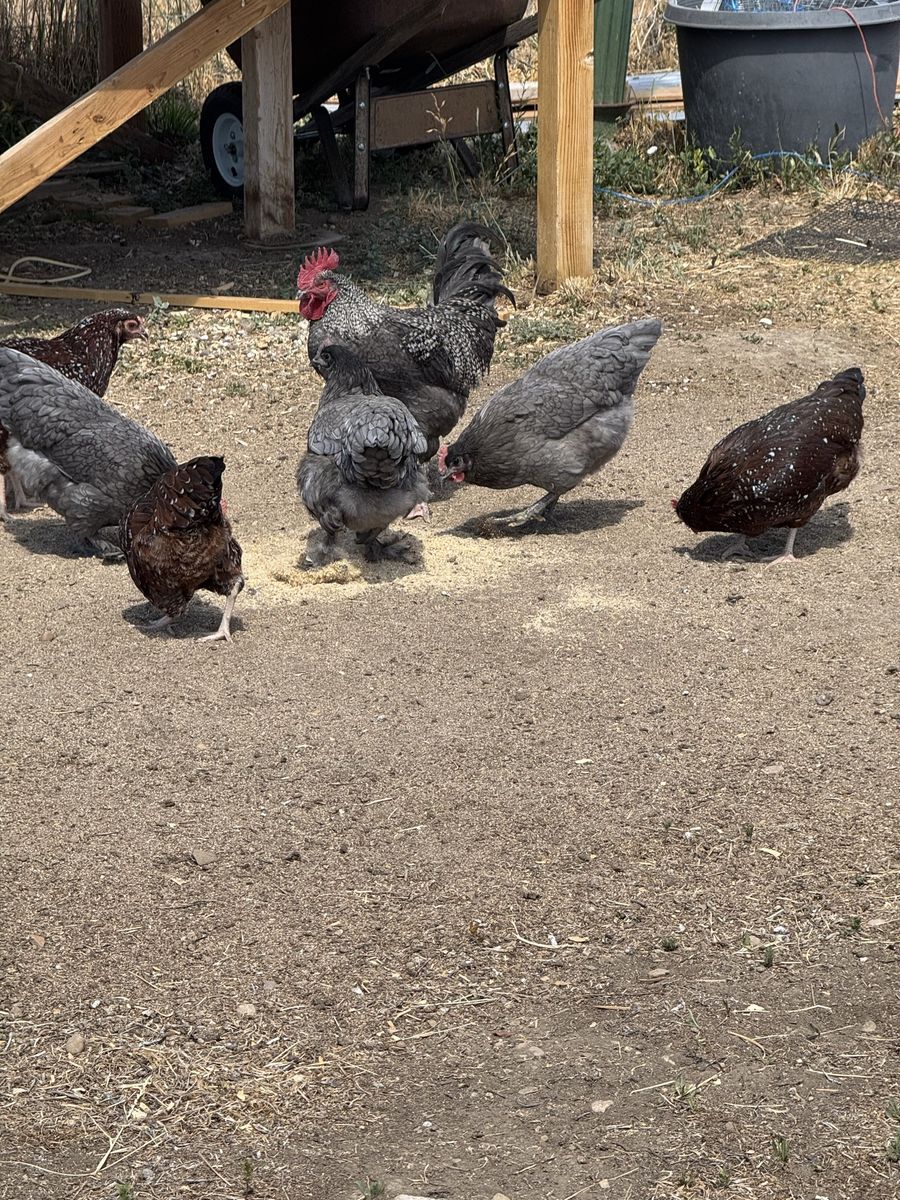 1 Rooster & 7 Hens - 6 Months Old, Just Starting to Lay Eggs