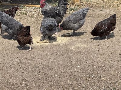 1 Rooster & 7 Hens - 6 Months Old, Just Starting to Lay Eggs