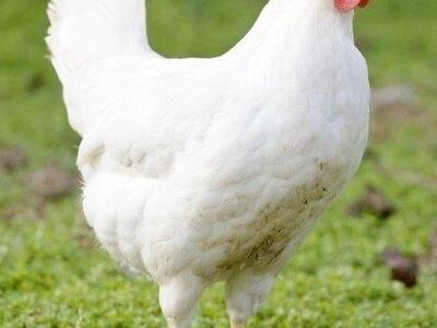White Leghorn pullets