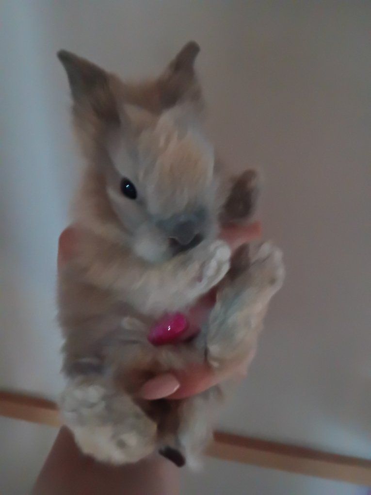 *Last* Bunny Netherland Dwarf Lionhead
