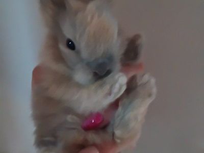 *Last* Bunny Netherland Dwarf Lionhead