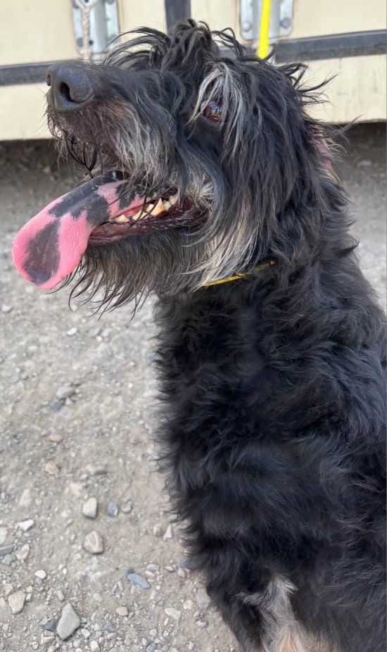 Aussiedoodle (Moose)