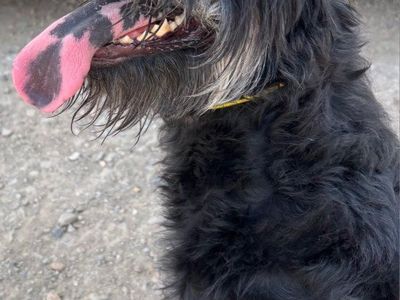 Aussiedoodle (Moose)