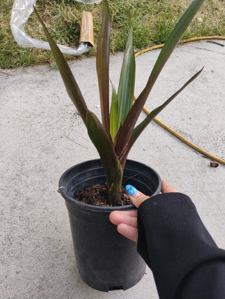 FUNDRAISER- Healthy Scarlet Star indoor plant