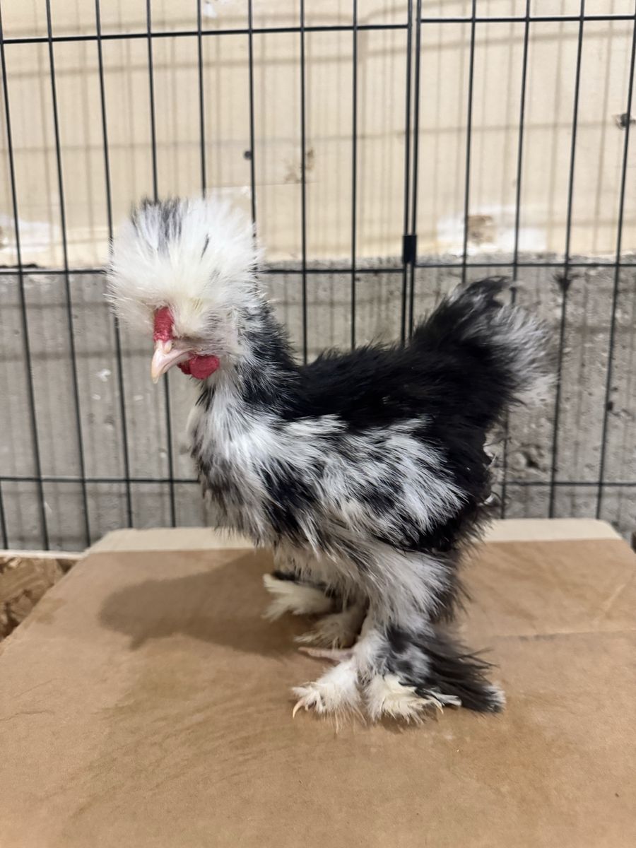 Free Young Mottled Silkie Rooster