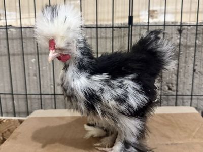Free Young Mottled Silkie Rooster