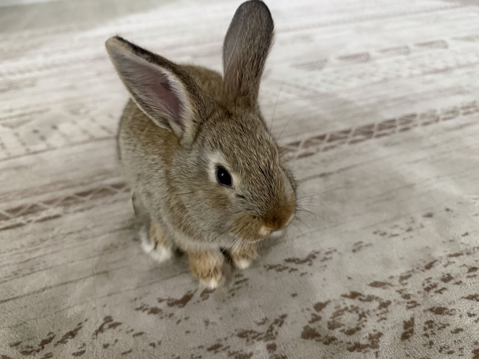 Rabbit