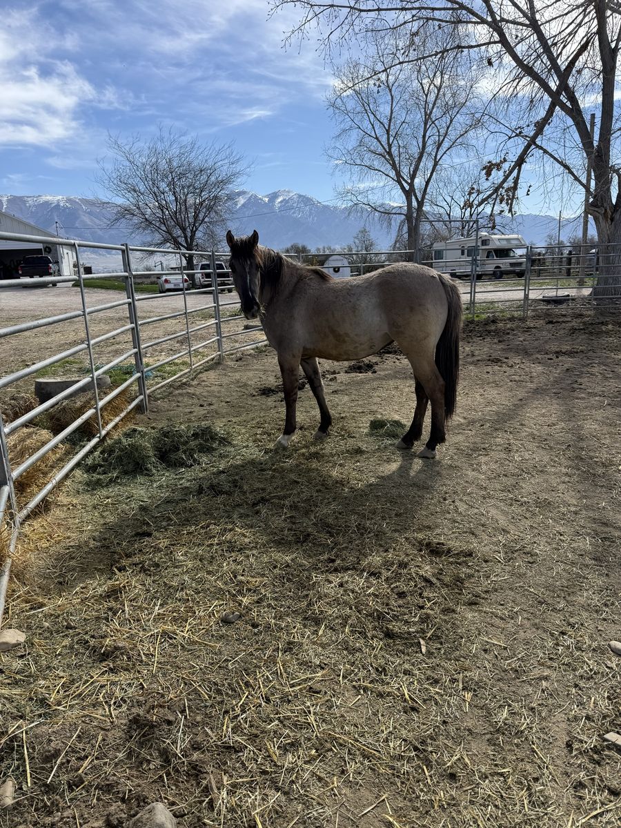 3 Yo Grulla Filly