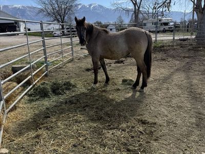 3 Yo Grulla Filly