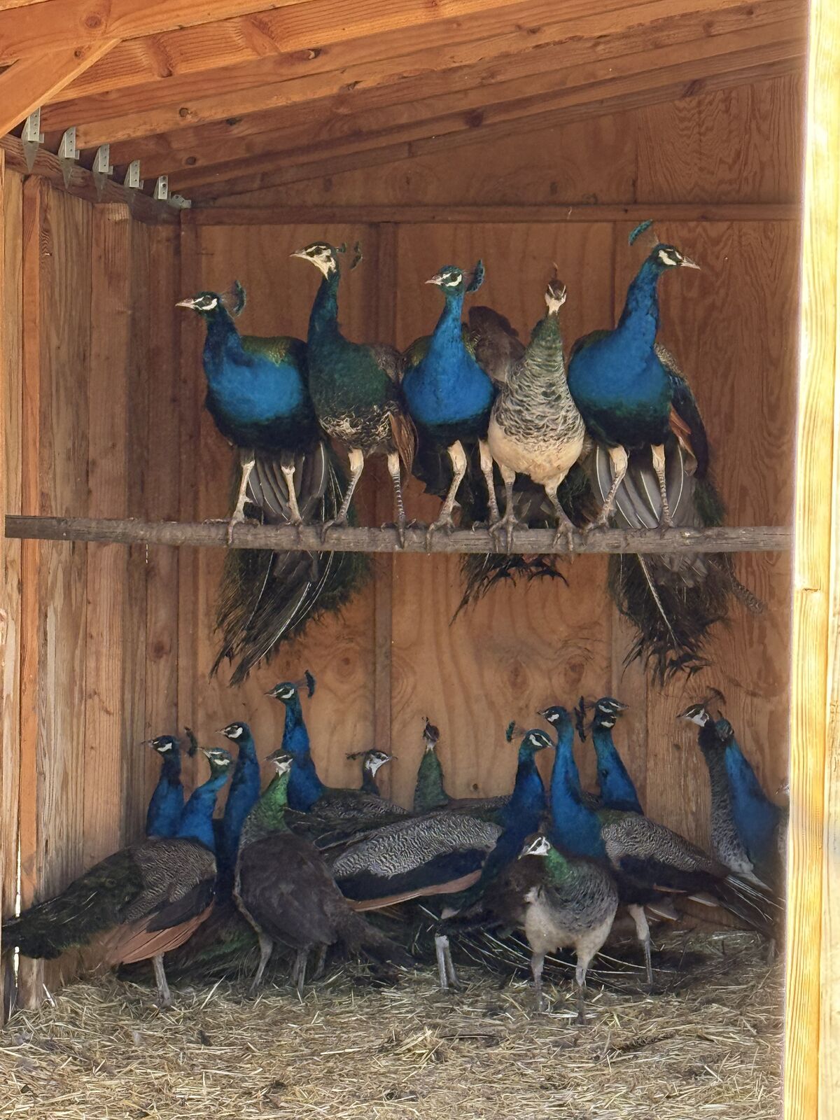 Peacocks for Sale – Various Ages