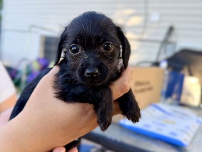 Tiny Female Chihuahua Maltipoo Puppies