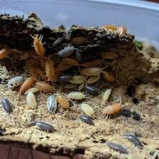 Party Pack Isopods 25 For $10