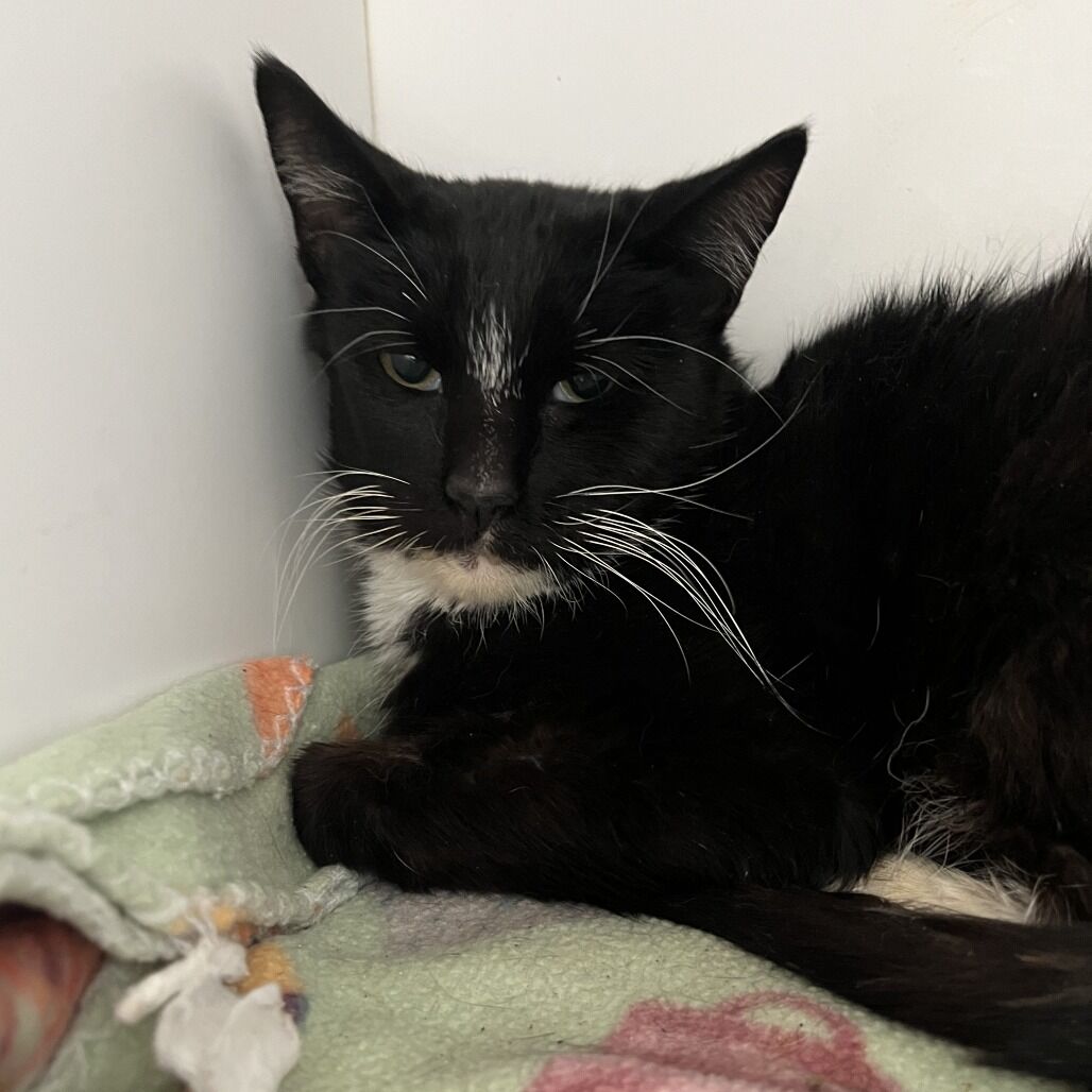 Hello my name is Nannie