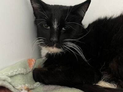 Hello my name is Nannie