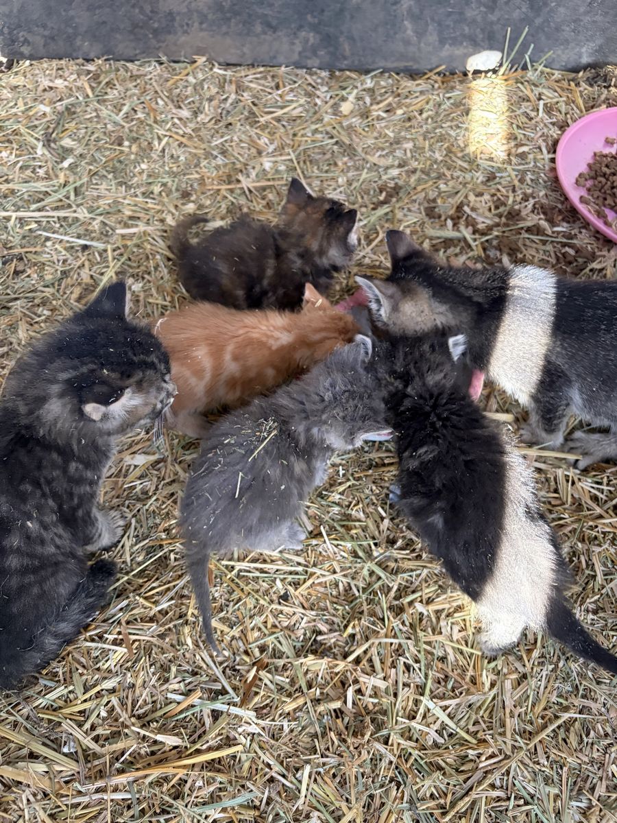 Cute kittens