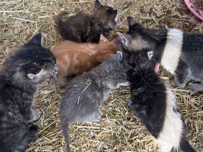 Cute kittens