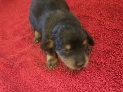 akc limited registration mini dachshund puppies.