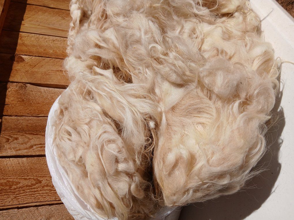Icelandic Sheep Wool and Rams
