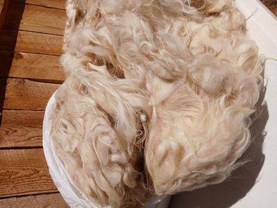Icelandic Sheep Wool and Rams