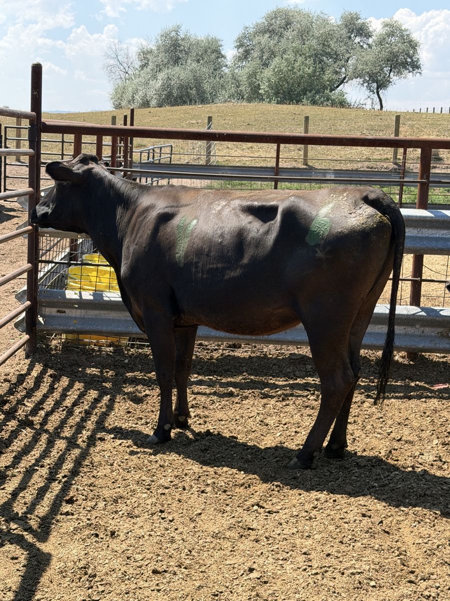Young Bred Heifer