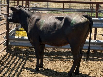 Young Bred Heifer